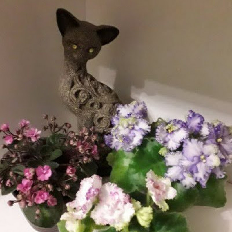 Фиалки у Алисы Logo