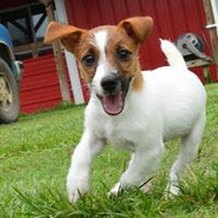 Snow Creek Jack Russells