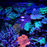 48AthWhODM0-channel-avatar-The Salty Coral Tank