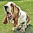 BassetBottomBassets European Basset Hound Puppies