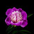 @garoli1240