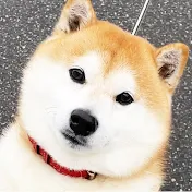 柴犬らんまる2