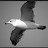 @joy1life468