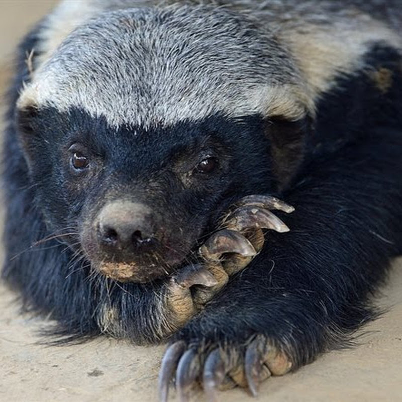 Honey Badger