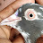 Nasir Pigeons Club