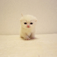 スコちゃんズ ちゃんねる