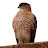 @lloydito9798's avatar