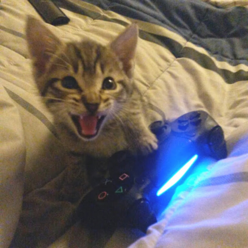 DarkoCat