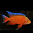 @efrainscichlids9038 Avatar