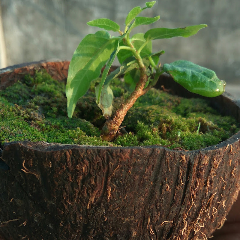 Gardening on Rooftop icon