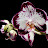 Norman's Orchids