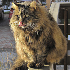 Siberian Tiger net worth