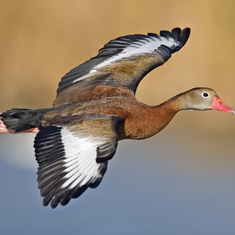 Bird watchers Channel
