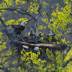 Bald Eagles of Centerport