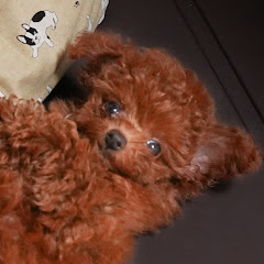 おれんじ君のむぎ茶ん【トイプードル】