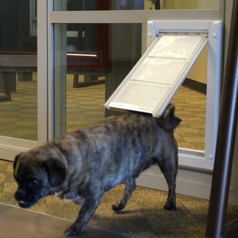 Pet Door Products