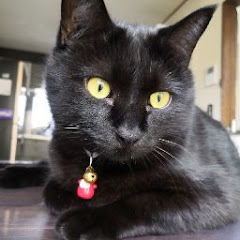 ねこたろうアイコン画像