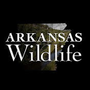 Arkansas Wildlife