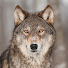 KQoITEtmTgg-channel-avatar-WolvesAndFinance