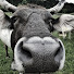sHXvfhTVhAE-channel-avatar-Allgäu Indianer