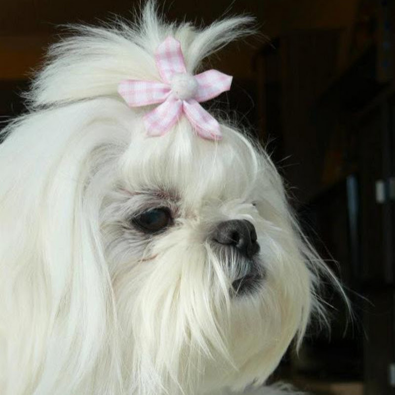YO TAMBIEN TENGO UN SHIH TZU EN CASA