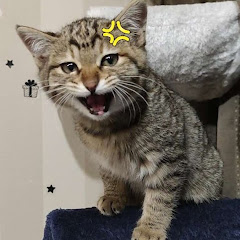 チョコまんじゅうch