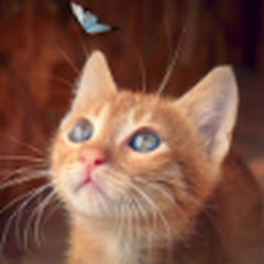 感動ハーモニー