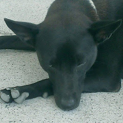 思源犬舍-台灣土狗アイコン画像