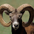 WmR61L_mLbc-channel-avatar-iddamannesu