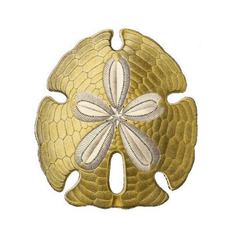 Sand Dollar Communications