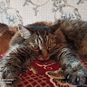 Автор
