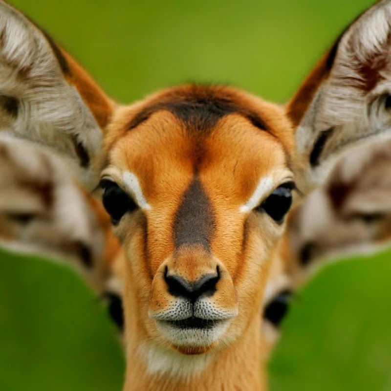 Wild Animals icon