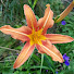 yW3KvapITIs-channel-avatar-Garten-mit-Rendite