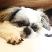 シーズー犬あうんのてんぽ