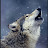 @wolfpack144