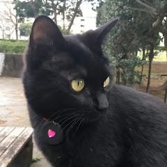 黒猫ノアアイコン画像