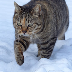 ponshichiアイコン画像