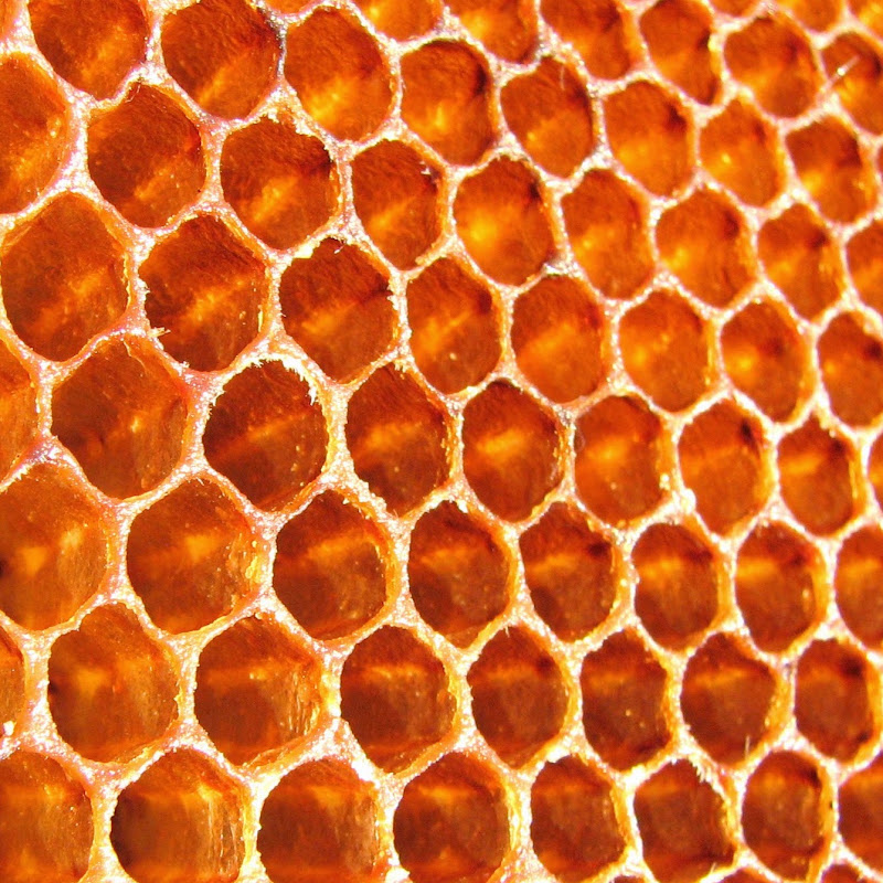 Bees Are Girls