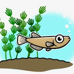 メダカライクアイコン画像