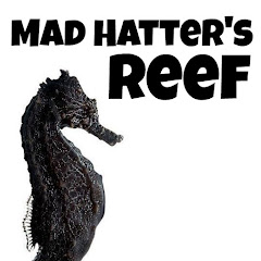 Mad Hatter's Reef Avatar