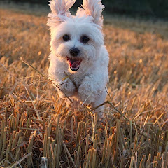 Holly Hund