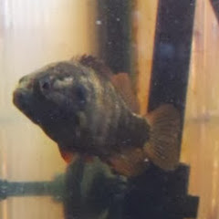 ホトケドジョウアイコン画像