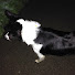 tUZ4Cda9bbg-channel-avatar-Jake Csw