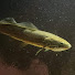 SHsohpIovuE-channel-avatar-AZ Fishroom