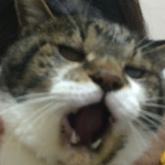 マキュチャンネル 福島グルメ