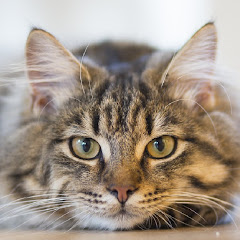 Web猫
