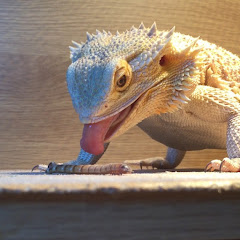 Bearded-Dragon Care net worth