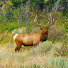 1c4xDtL2Yzc-channel-avatar-Rocky Mountain Elk Ranch