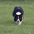 rOSu3QSgLrU-channel-avatar-Cefneithin Sheepdogs