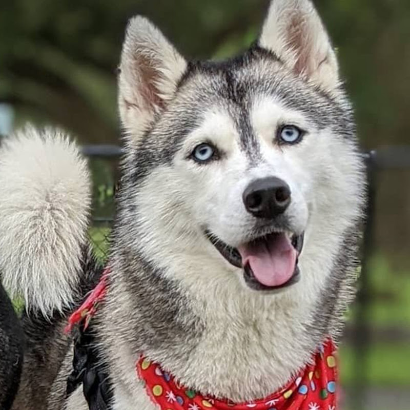 Paw Record icon